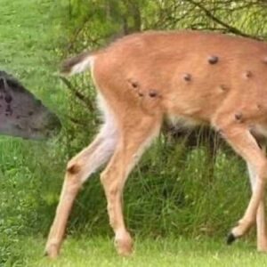 tavsan sincap derken simdi de geyikler sigiller her taraflarini sardi akillarda tek soru insana bulasir mi jnppm6R8