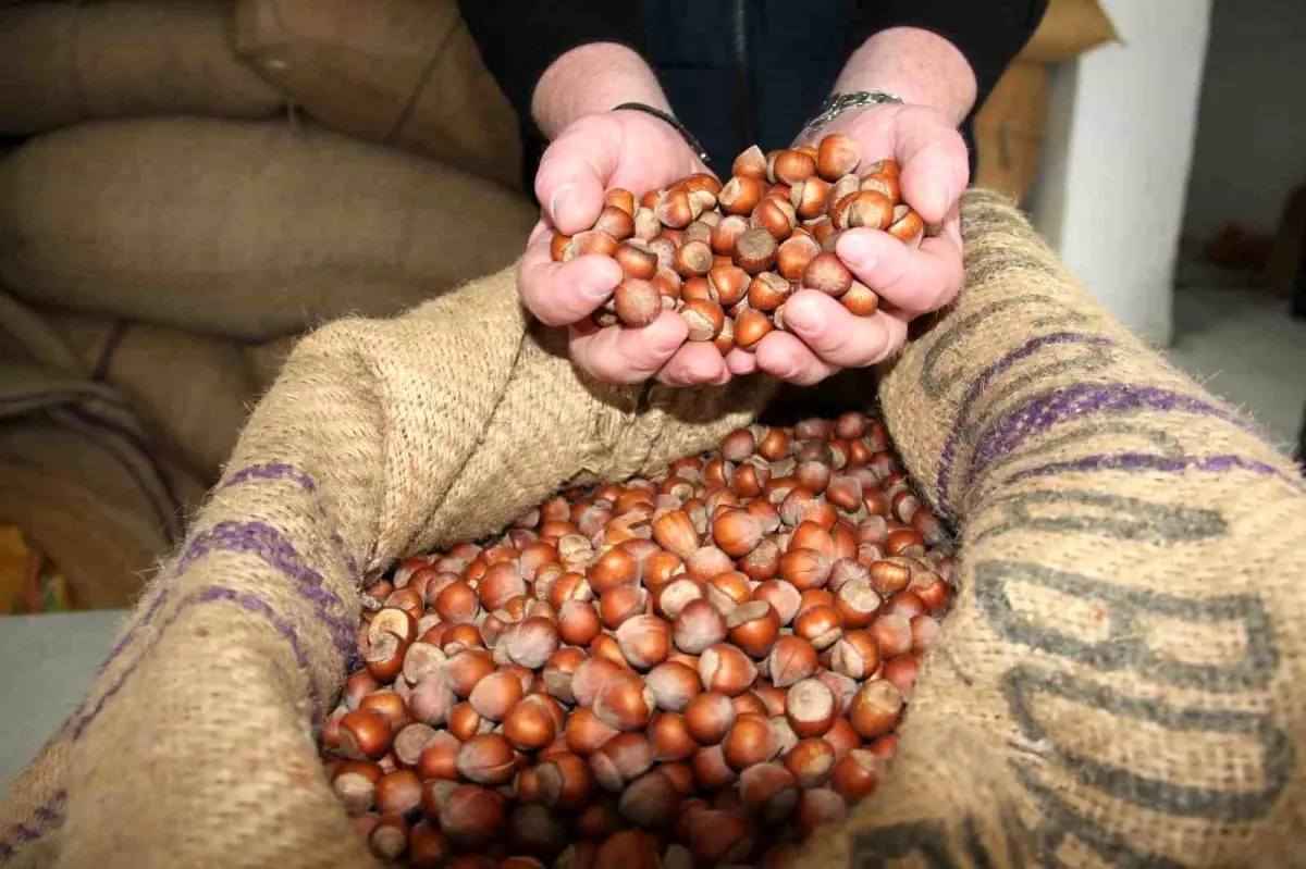 giresunda findik fiyatlari haftayi 315 liradan kapadi VjFwFYDs