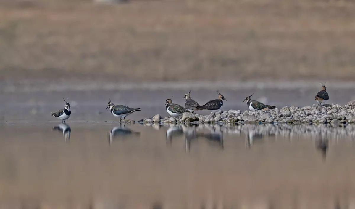 kabakli goleti kuruyor cZ1IO3nU.jpg