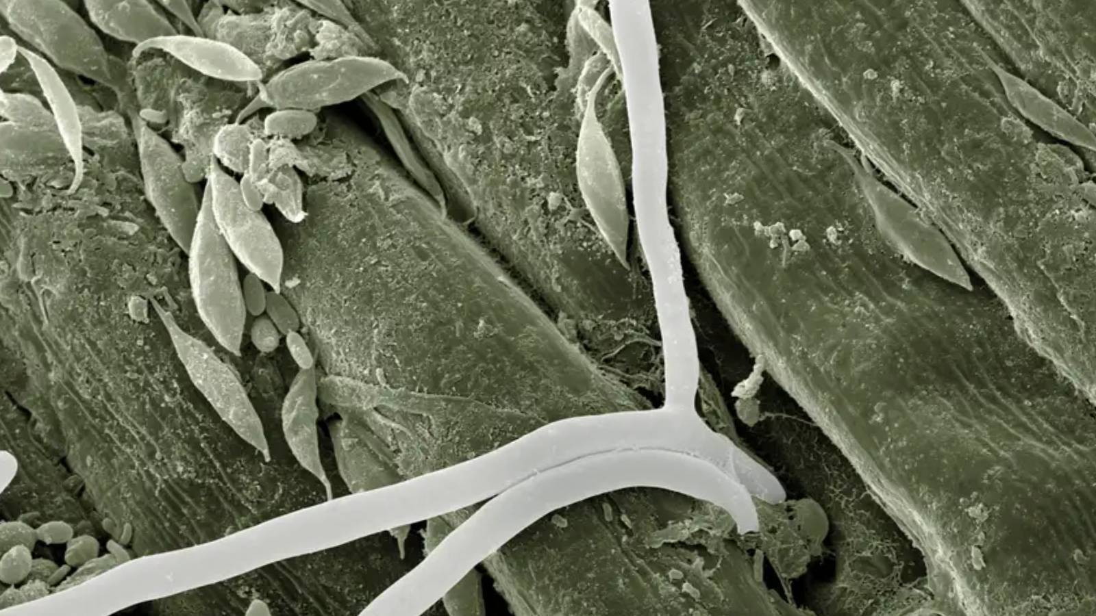 yapay zeka biyoteknolojiyi nasil terore donusturuyor 5zKS4FR5.jpg