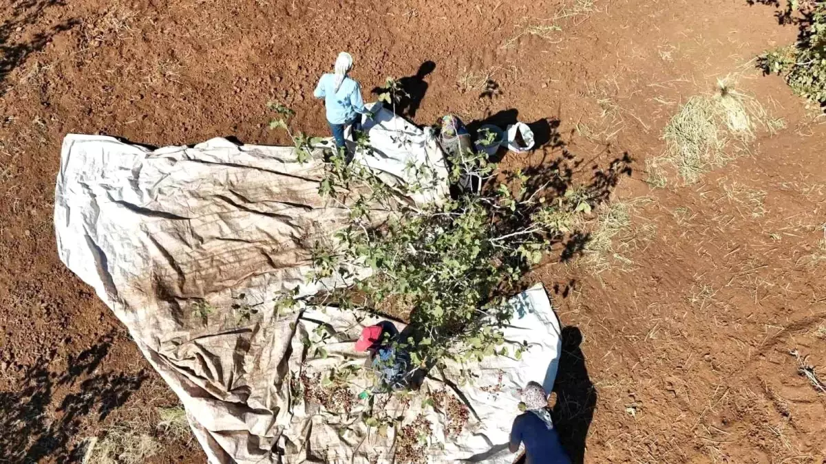 idilde fistik hasadi umut asiladi 3z2AKSD3.jpg