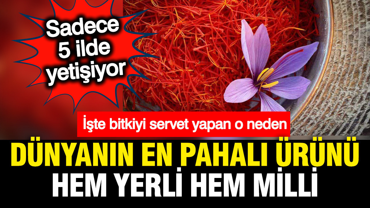Türkiye’nin En Değerli Tarım Ürünü: Safranın Yükselişi ve Ekonomik Değeri