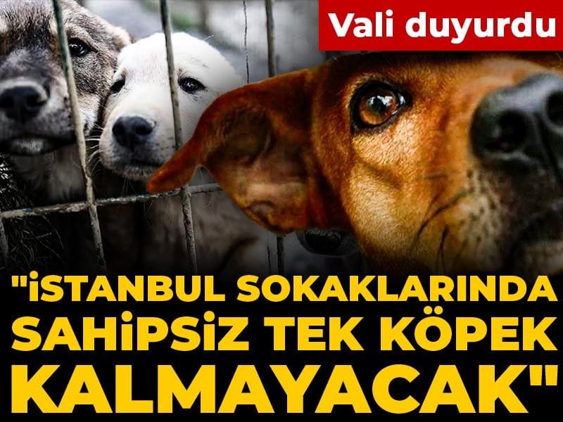 İstanbul’da Sahipsiz Köpekler Tarih Oluyor: Vali Gül’ün Açıklamaları