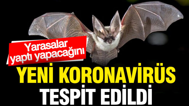 yarasalarda-yeni-bir-koronavirus-turu-tespit-edildi-zUF69A1T